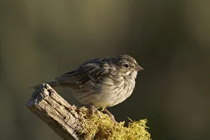 Emberizidae Prints: Brewers Sparrow (Spizella breweri) juvenile, Oregon, USA