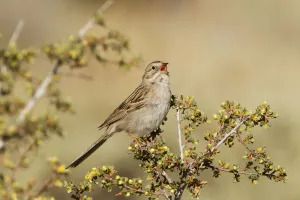 Brewers Sparrow (Spizella breweri) male singing, California, USA