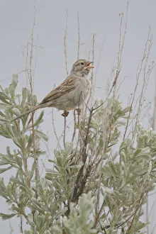 British Columbia Prints: Brewers Sparrow (Spizella breweri) singing, British Columbia, Canada