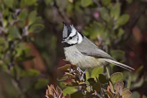 Arizona Prints: Bridled Titmouse (Baeolophus wollweberi), Arizona, USA