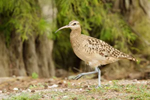 Wader Prints: Bristle-thighed Curlew (Numenius tahitiensis), Hawaii, USA