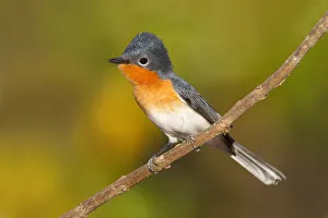 Broad-billed Flycatcher (Myiagra ruficollis), Western Australia, Australia Broad-billed Flycatcher (Myiagra ruficollis), Western Australia, Australia