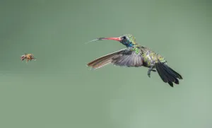 Broad-billed Hummingbird (Cynanthus latirostris) male with Honey Bee, Arizona, USA Broad-billed Hummingbird (Cynanthus latirostris) male with Honey Bee, Arizona, USA