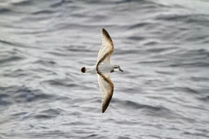 Broad-billed Prion (Pachyptila vittata) flying, South Pacific Ocean, New Zealand Broad-billed Prion (Pachyptila vittata) flying, South Pacific Ocean, New Zealand