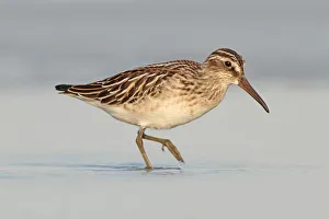 Sandpipers Prints: Broad-billed Sandpiper (Calidris falcinellus) juvenile foraging, Vorarlberg, Austria