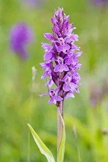 Broad-leaved Marsh Orchid (Dactylorhiza majalis) flower, Callantsoog, Noord-Holland Broad-leaved Marsh Orchid (Dactylorhiza majalis) flower, Callantsoog, Noord-Holland