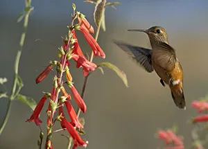 Broad-tailed Hummingbird (Selasphorus platycercus) feeding on flower nectar, Santa Fe Broad-tailed Hummingbird (Selasphorus platycercus) feeding on flower nectar, Santa Fe