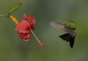 Central America Prints: Bronze-tailed Plumeleteer (Chalybura urochrysia) male flying and feeding on flower nectar