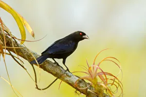 Mexico Prints: Bronzed Cowbird (Molothrus aeneus) male, Jalisco, Mexico