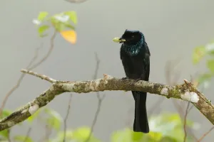 Malaysia Prints: Bronzed Drongo (Dicrurus aeneus), Frasers Hill, Malaysia