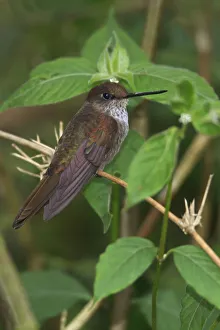 Hummingbirds Prints: Bronzy Inca (Coeligena coeligena), Ecuador