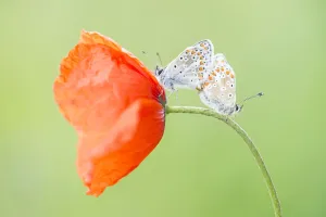 two Brown Argus (Aricia agestis) copulating on Common Poppy (Papaver rhoeas)
