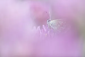 Brown Argus (Aricia agestis) resting on Red Clover (Trifolium pratense), the Netherlands