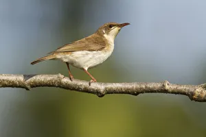 Brown-backed Honeyeater (Ramsayornis modestus), Queensland, Australia Brown-backed Honeyeater (Ramsayornis modestus), Queensland, Australia