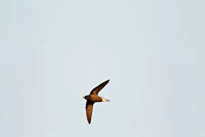 Brown-backed Needletail (Hirundapus giganteus), Khao Yai, Thailand Brown-backed Needletail (Hirundapus giganteus), Khao Yai, Thailand