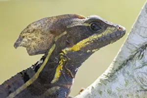 Brown basilisk (Basiliscus vittatus) close up, Utila, Honduras Brown basilisk (Basiliscus vittatus) close up, Utila, Honduras