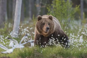 Finland Prints: Brown Bear (Ursus arctos), Finland
