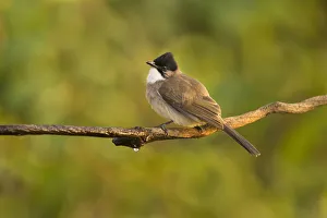 Brown-breasted Bulbul (Pycnonotus xanthorrhous), Yunnan, China Brown-breasted Bulbul (Pycnonotus xanthorrhous), Yunnan, China