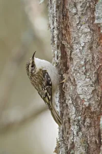 Brown Creeper (Certhia americana), British Columbia, Canada