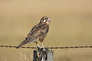 December Prints: Brown Falcon (Falco berigora), Victoria, Australia