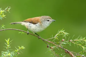 Australia Prints: Brown Gerygone (Gerygone mouki), Victoria, Australia