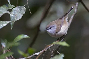 Australia Prints: Brown Gerygone (Gerygone mouki), Queensland, Australia