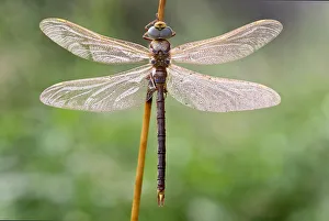 Drops Prints: Brown Hawker (Aeshna grandis) waiting for the morning sun to warm it up, Naardermeer