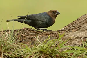 Texas Prints: Brown-headed Cowbird (Molothrus ater) male, Texas, USA