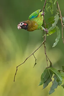 Central America Prints: Brown-hooded Parrot (Pyrilia haematotis), Costa Rica