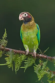 Brown-hooded Parrot (Pyrilia haematotis), Costa Rica