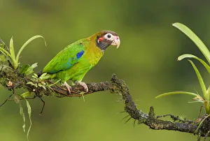 Brown-hooded Parrot (Pyrilia haematotis) perched on a branch, Alajuela, Costa Rica