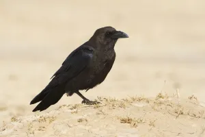 Morocco Prints: Brown-necked Raven (Corvus ruficollis), Morocco