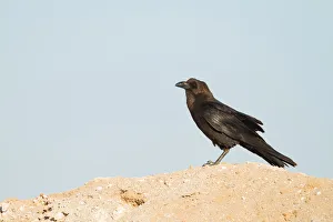 Arabian Peninsula Prints: Brown-necked Raven (Corvus ruficollis), Oman