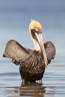 Brown Pelican (Pelecanus occidentalis), Florida, USA