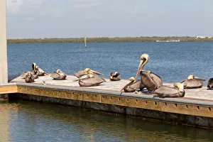 Brown Pelican (Pelecanus occidentalis), Florida, USA