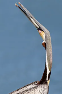 Brown Pelican (Pelecanus occidentalis), Florida, USA