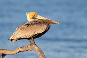 Brown Pelican (Pelecanus occidentalis), Florida, USA