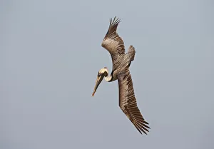 Pelicans Prints: Brown Pelican (Pelecanus occidentalis) flying, Florida, USA