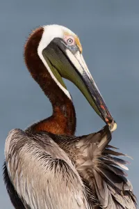 March Prints: Brown Pelican (Pelecanus occidentalis) preening, Florida, USA