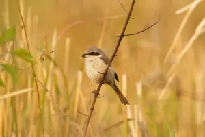Thailand Prints: Brown Shrike (Lanius cristatus), Khao Yai, Thailand
