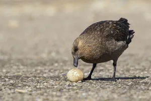 Brown Skua (Stercorarius antarcticus lonnbergi) scavenge for food near a penguin colony