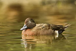 Waterfowl Prints: Brown Teal (Anas chlorotis) male, North Island, New Zealand