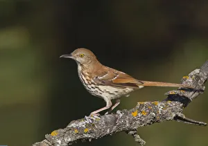 Texas Prints: Brown Thrasher (Toxostoma rufum), Michigan, USA