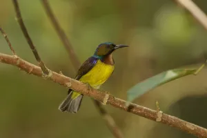 Brown-throated Sunbird (Anthreptes malacensis) male, Singapore