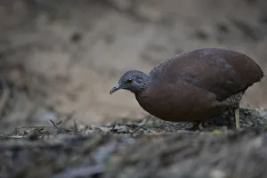 Brown Tinamou (Crypturellus obsoletus), Atlantic rainforest, Brazil Brown Tinamou (Crypturellus obsoletus), Atlantic rainforest, Brazil