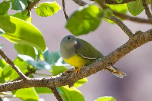 Arabian Peninsula Prints: Bruces Green Pigeon (Treron waalia), Oman