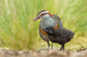 Buff-banded Rail (Gallirallus philippensis), Victoria, Australia Buff-banded Rail (Gallirallus philippensis), Victoria, Australia