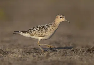 Buff-breasted Sandpiper (Calidris subruficollis), Ohio, USA