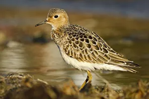 Buff-breasted Sandpiper (Calidris subruficollis), Asturias, Spain