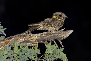 Arizona Prints: Buff-collared Nightjar (Antrostomus ridgwayi), Arizona, USA